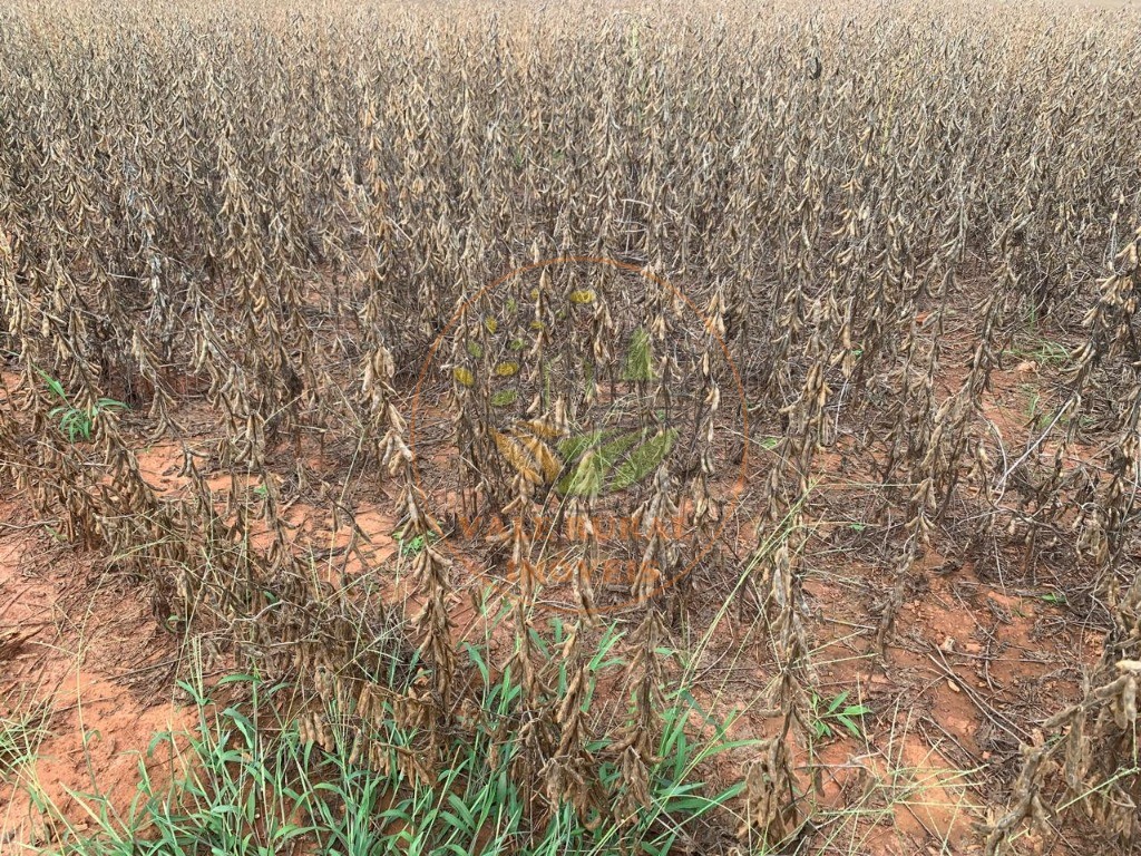 Fazenda - Foto 2