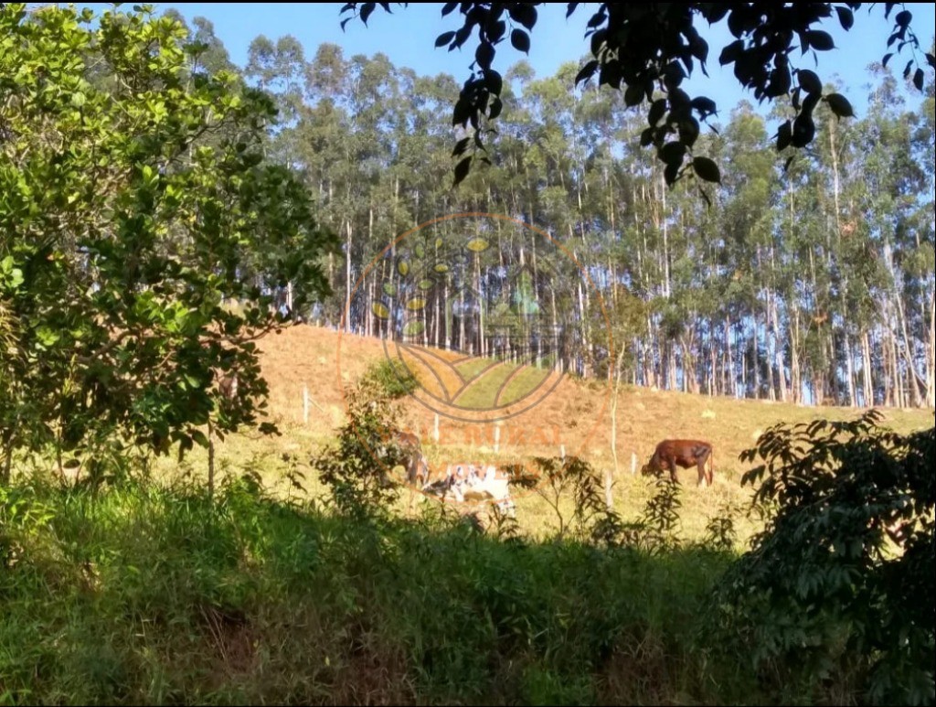 Fazenda - Foto 10