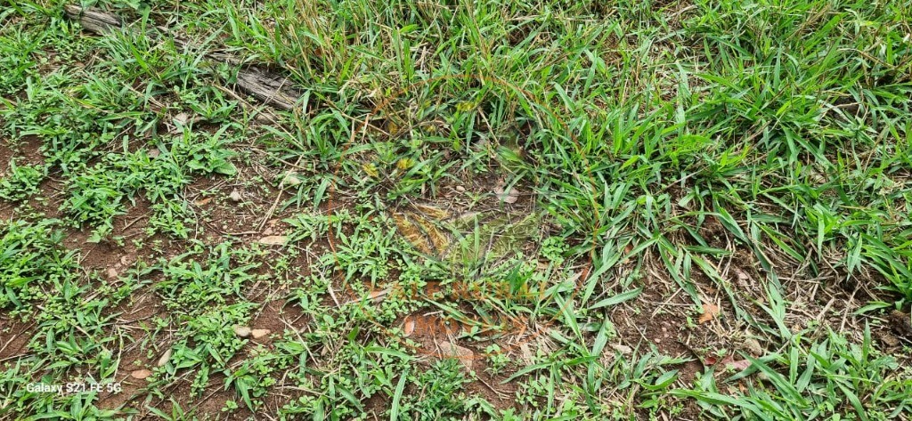 Fazenda, 1 quarto - Foto 4