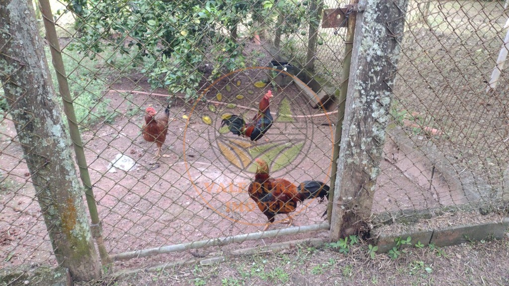 Chácara, 3 quartos - Foto 13