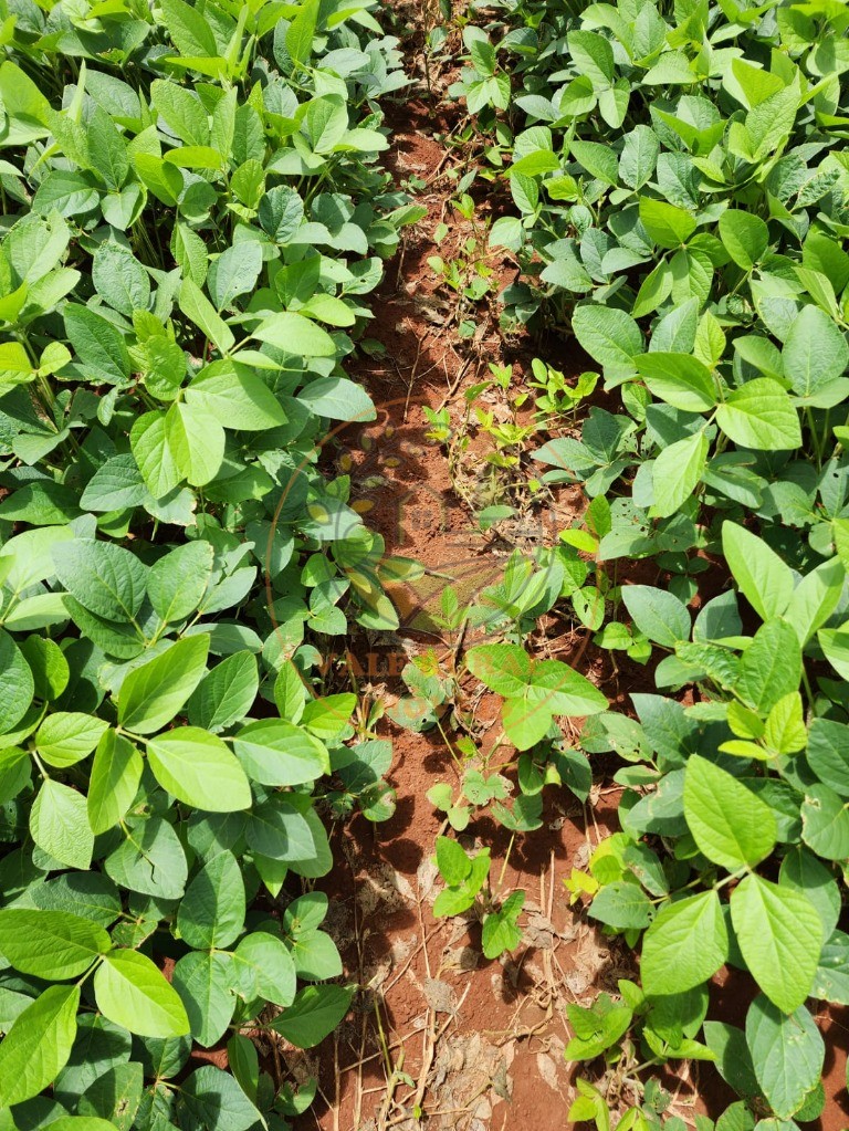 Fazenda, 1 quarto - Foto 9