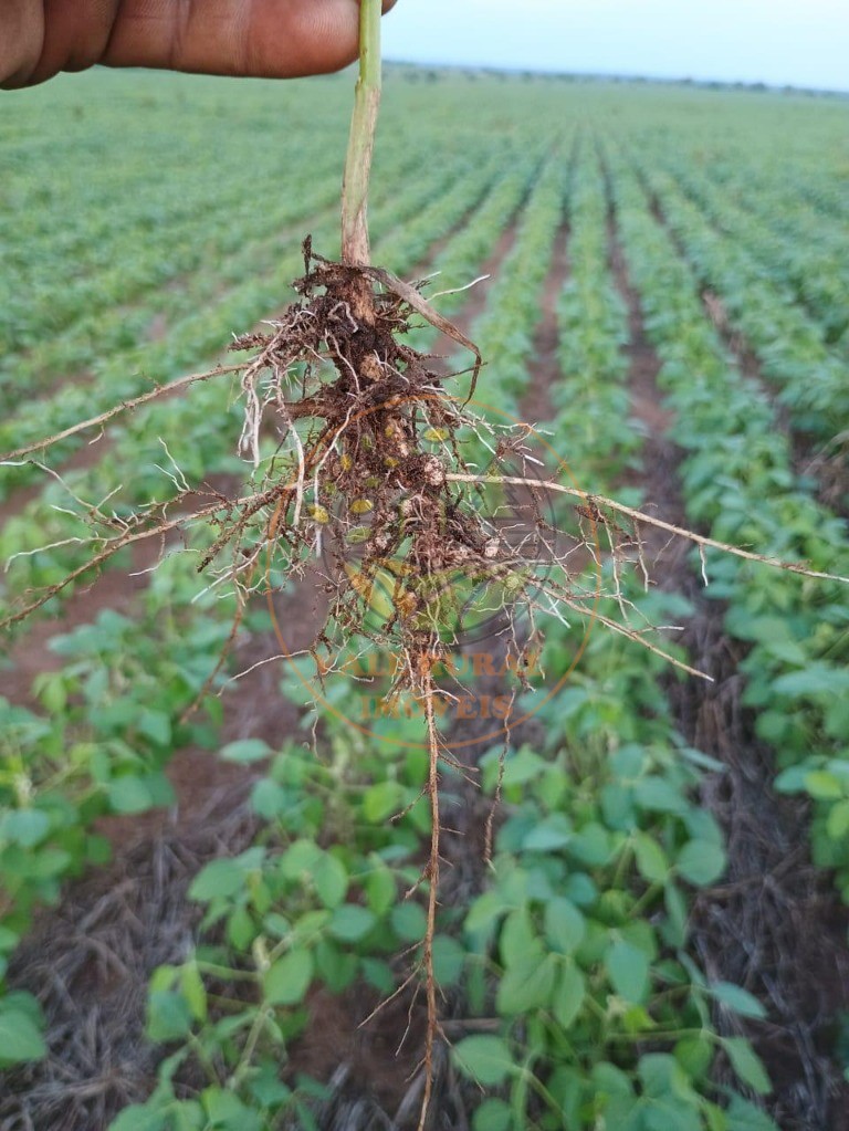 Fazenda - Foto 1