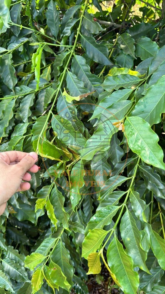 Fazenda, 2 quartos - Foto 5