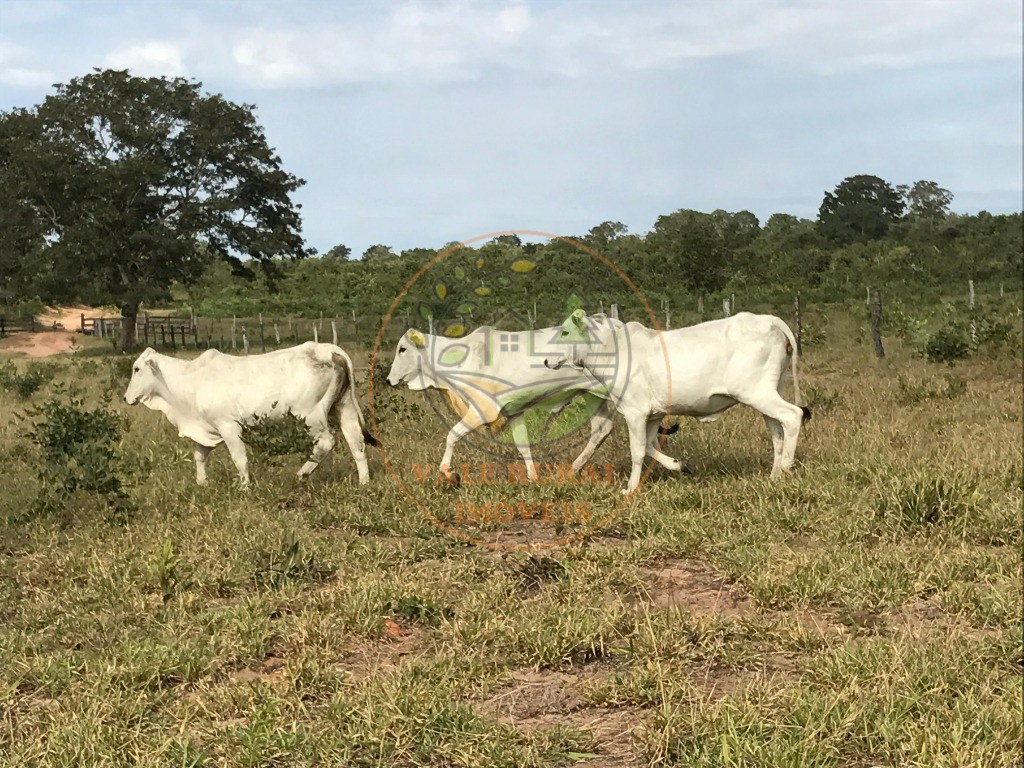 Fazenda, 2 quartos - Foto 1