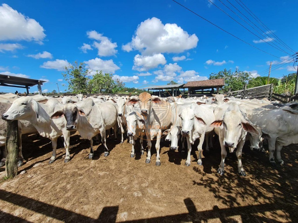 Fazenda, 52 m² - Foto 1