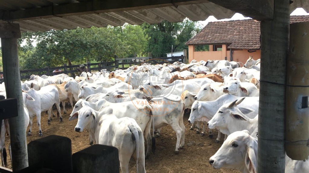 Fazenda, 52 m² - Foto 31
