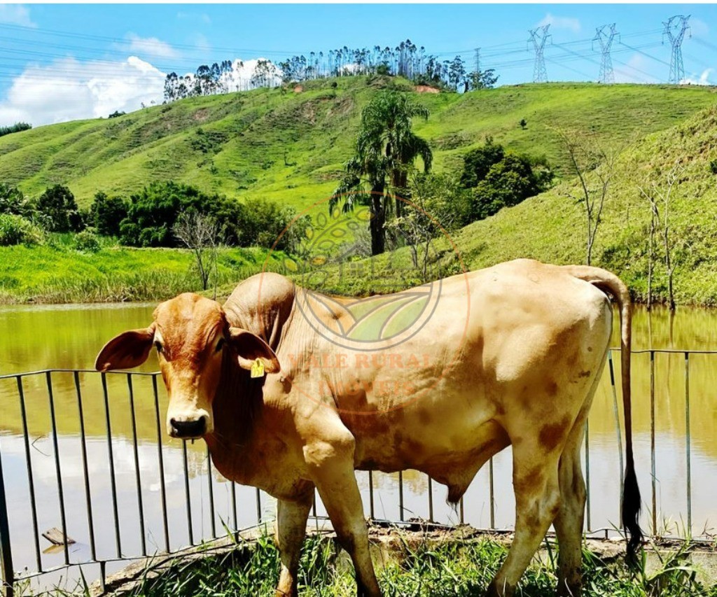 Fazenda - Foto 8