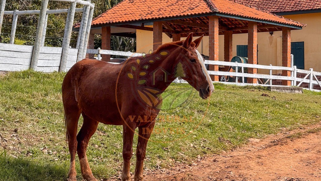 Fazenda, 4 quartos - Foto 6