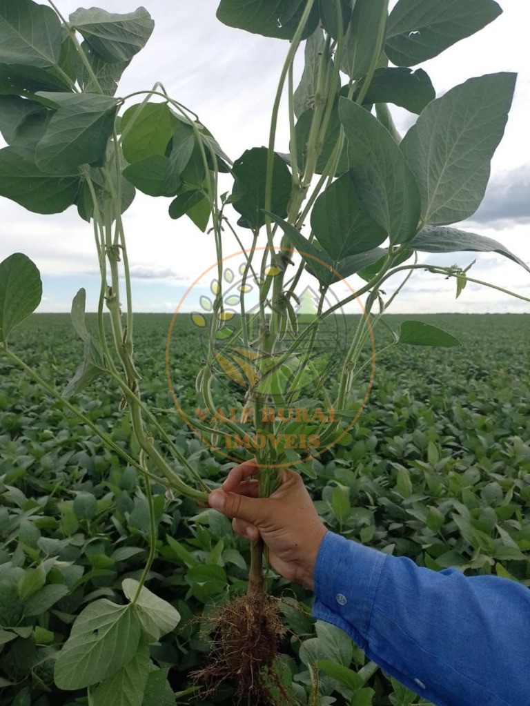 Fazenda - Foto 14