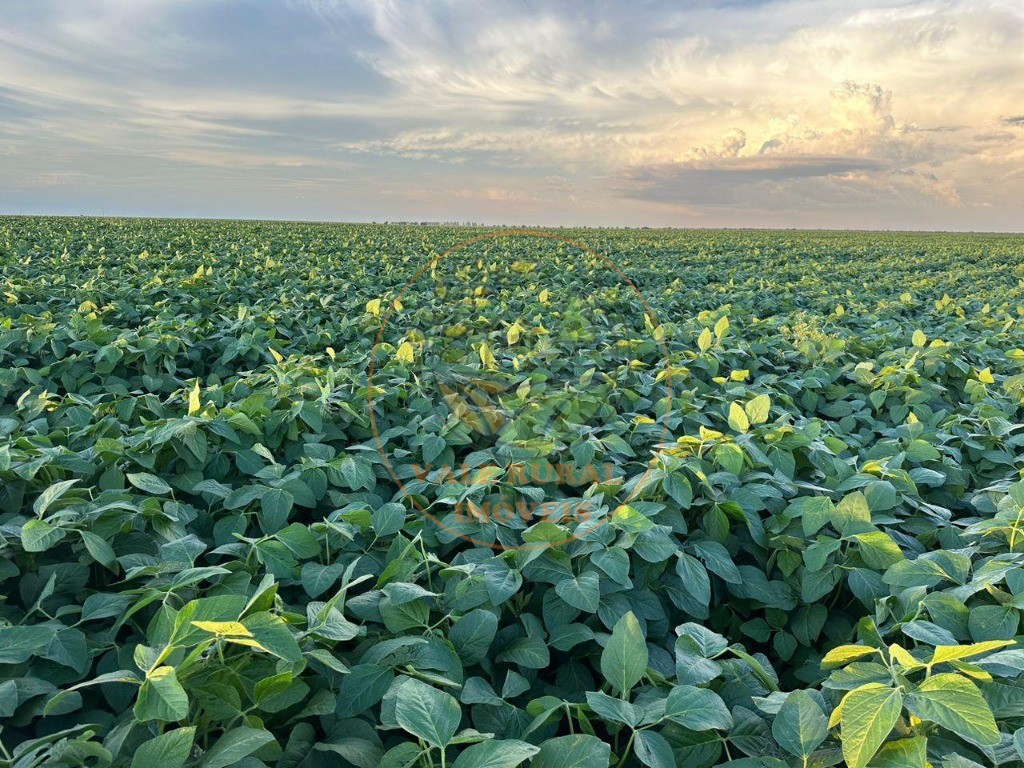 Fazenda - Foto 9