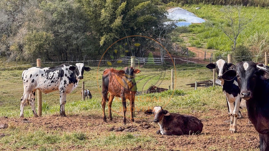 Fazenda, 4 quartos - Foto 7