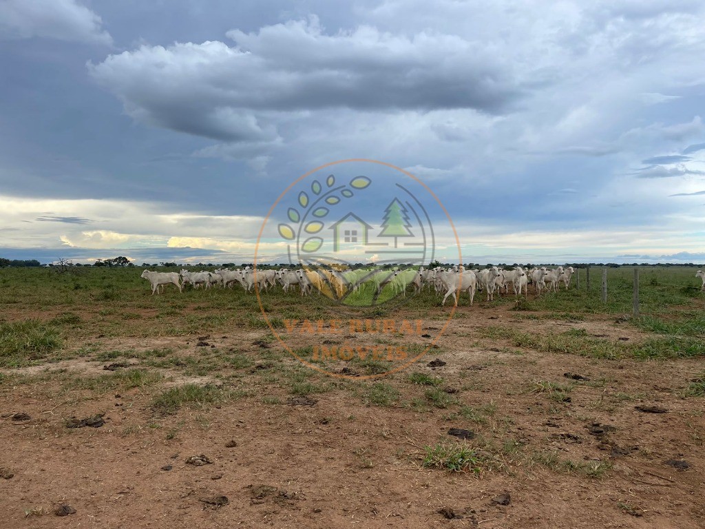 Fazenda - Foto 12