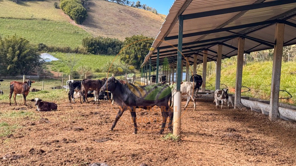 Fazenda, 4 quartos - Foto 71