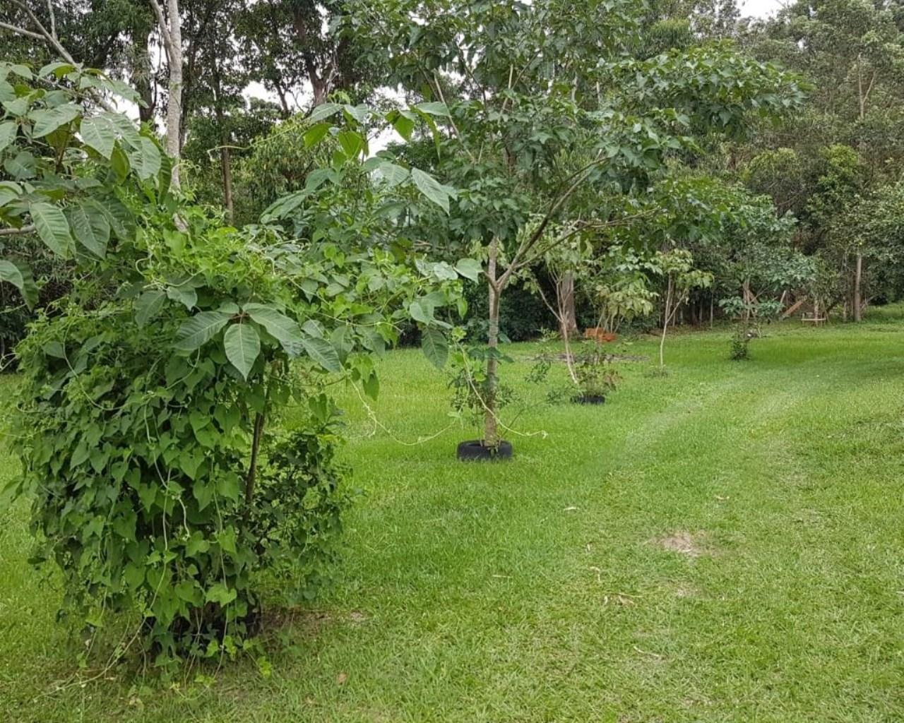 Área à venda, 76230 m² por R$ 5.300.000,00 - rio vermelho - 