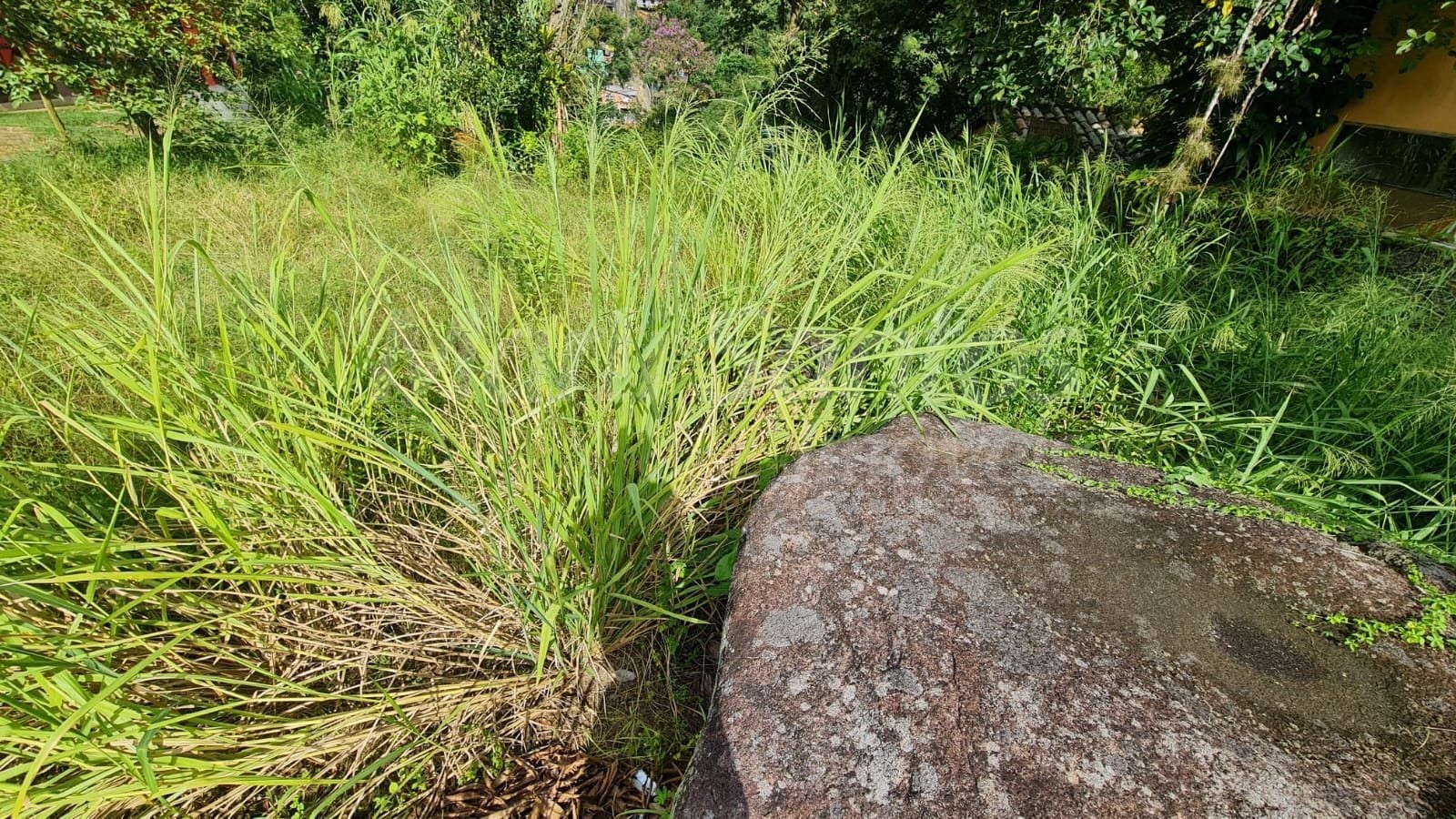 Terreno plano à venda na costa bela em ilhabela-sp