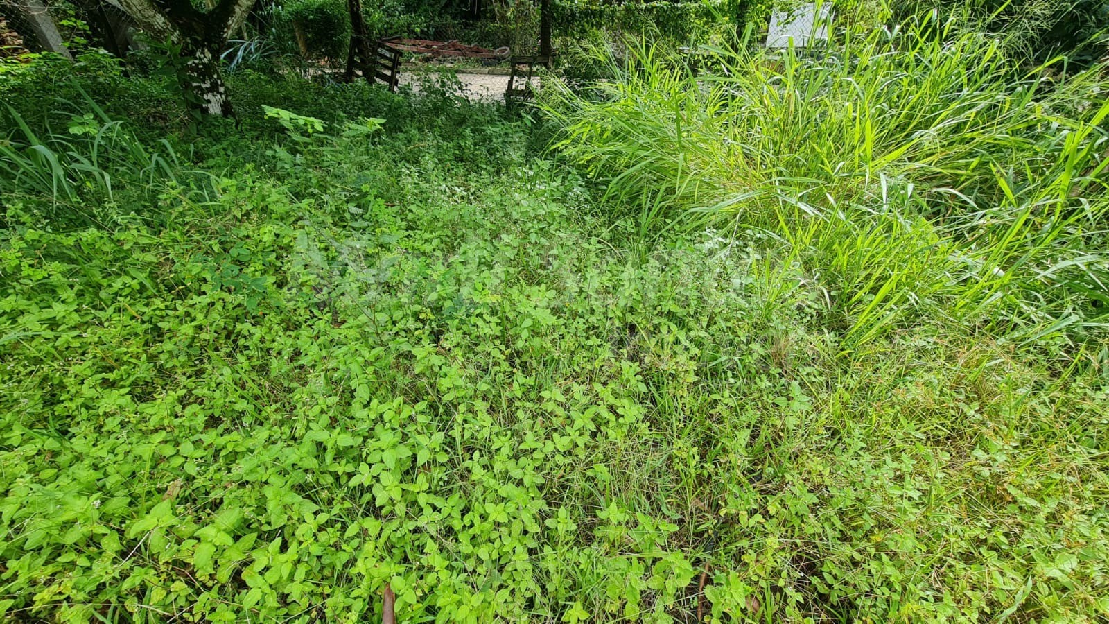 Terreno plano à venda na costa bela em ilhabela-sp