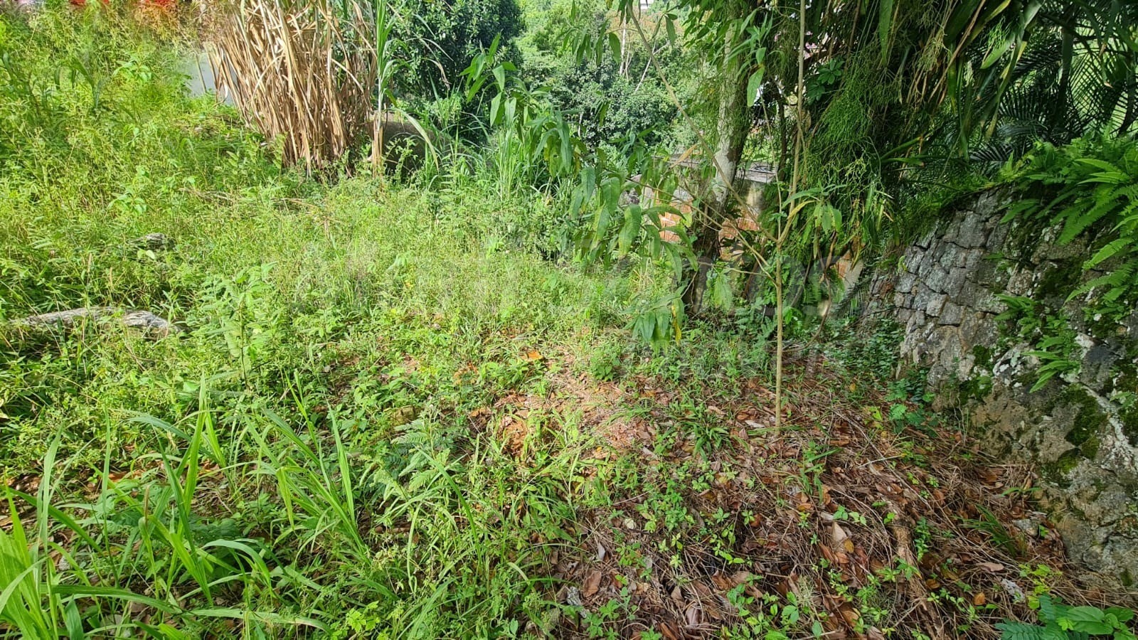 Terreno plano à venda na costa bela em ilhabela-sp