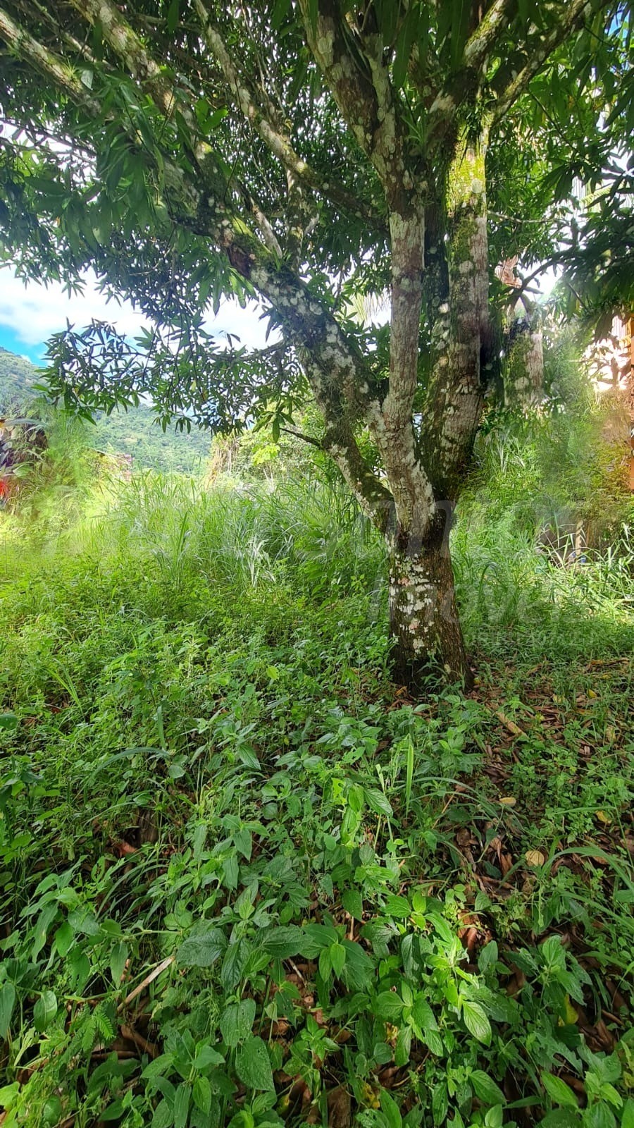 Terreno plano à venda na costa bela em ilhabela-sp