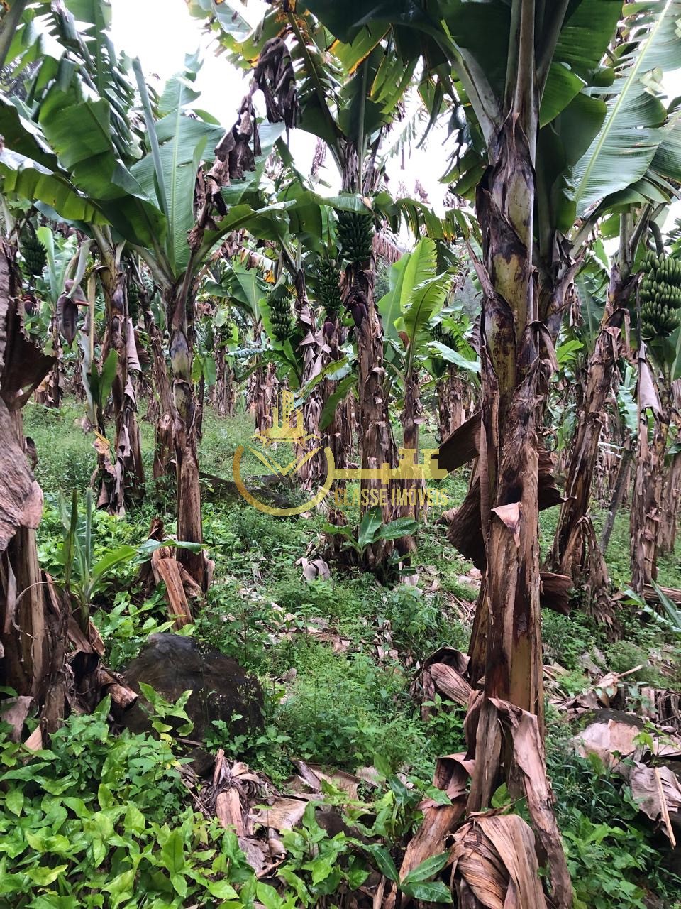 Terreno à venda em ilhota-sc, no bairro baú, com 10.000m² de
