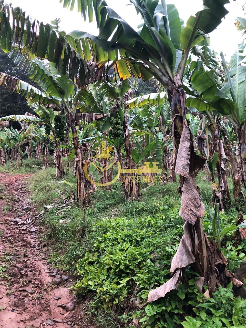Terreno à venda em ilhota-sc, no bairro baú, com 10.000m² de