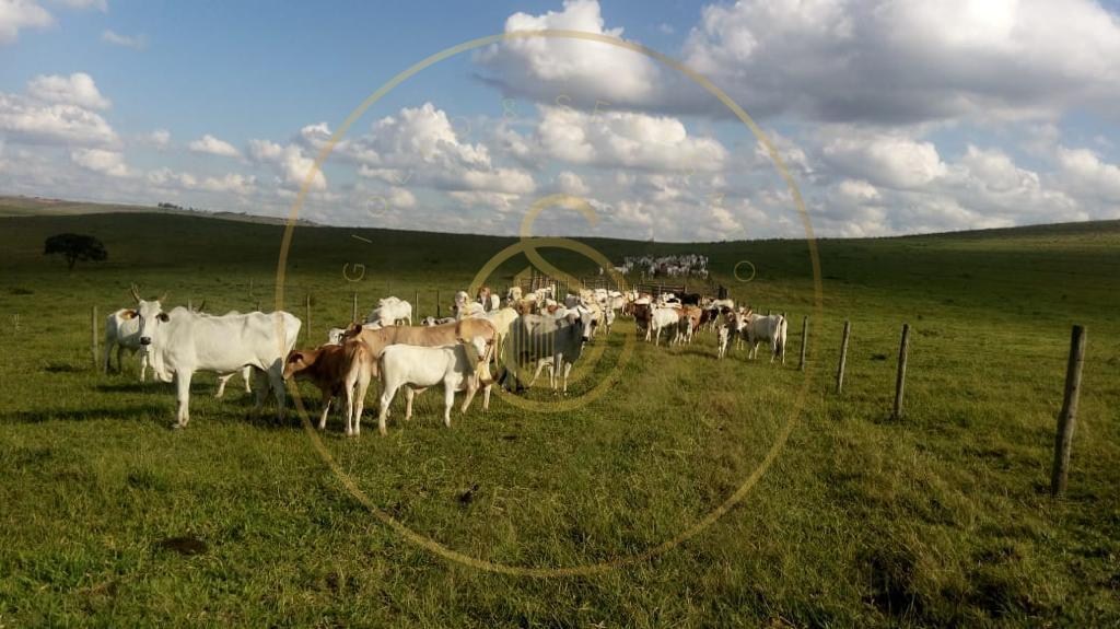 Fazenda para venda no bairro triangulo mineiro - foto 12