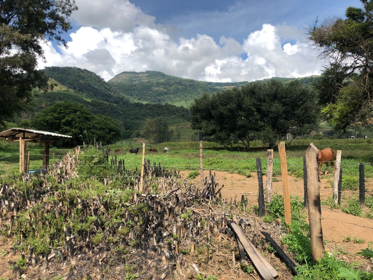 Sítio, 3 quartos, 36 hectares - Foto 4