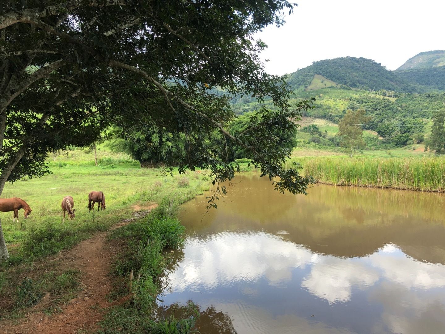 Sítio, 3 quartos, 36 hectares - Foto 18