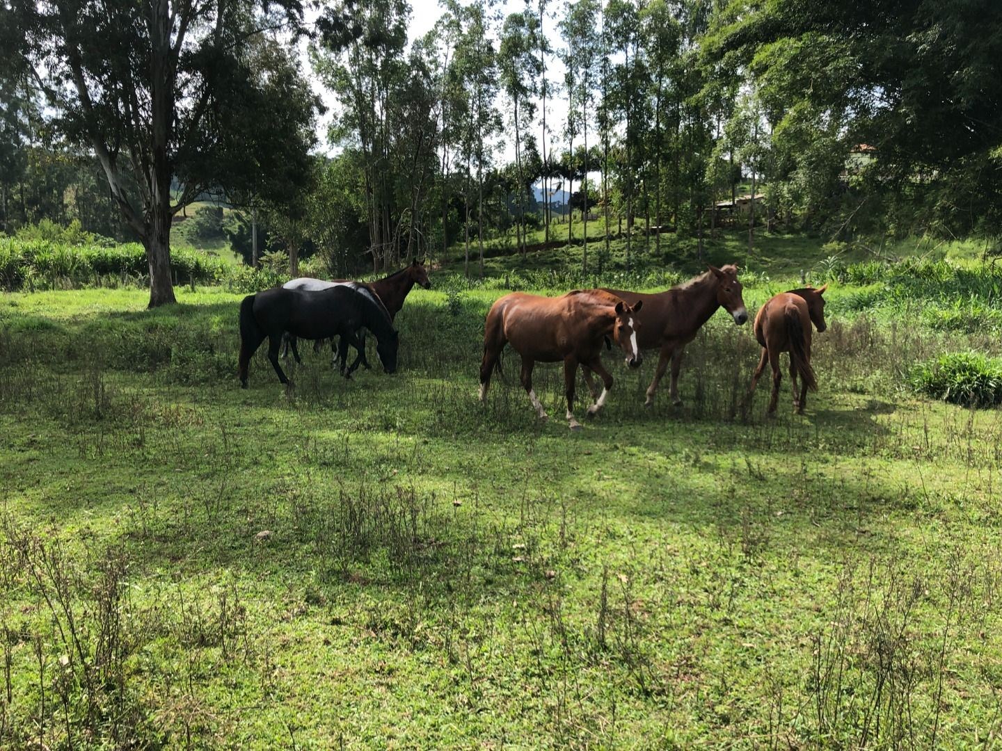 Sítio, 3 quartos, 36 hectares - Foto 10