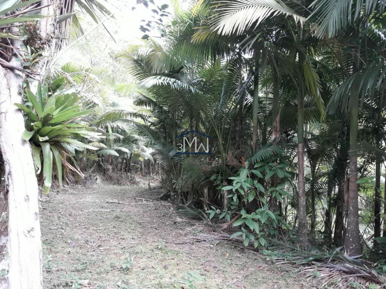 Terreno, 9 hectares - Foto 6
