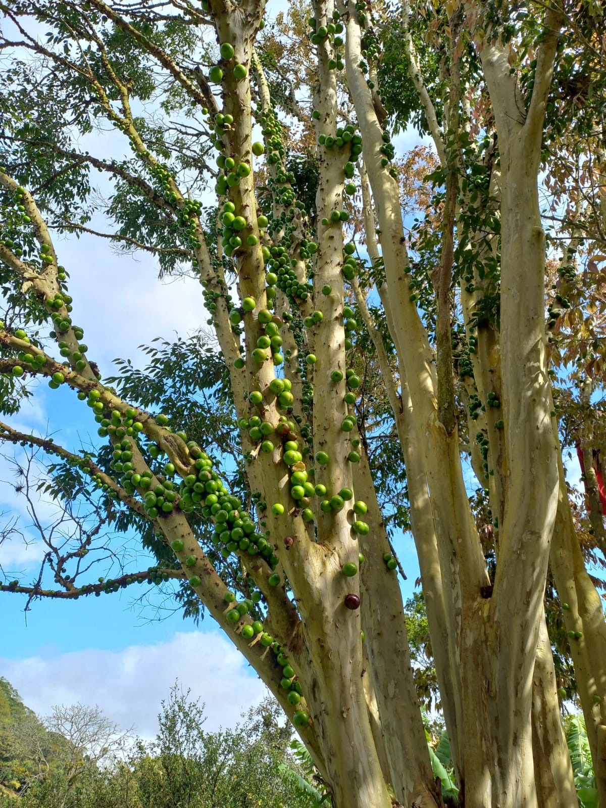 Sítio, 6 quartos, 3 hectares - Foto 16