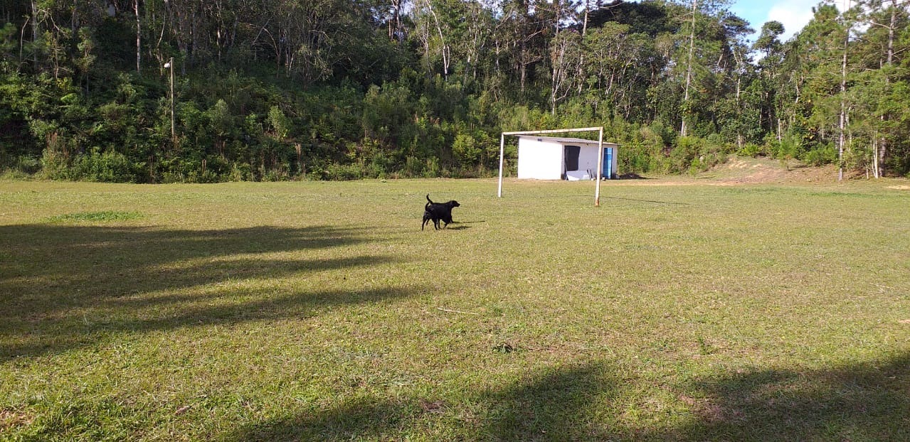 Sítio, 24 hectares - Foto 18