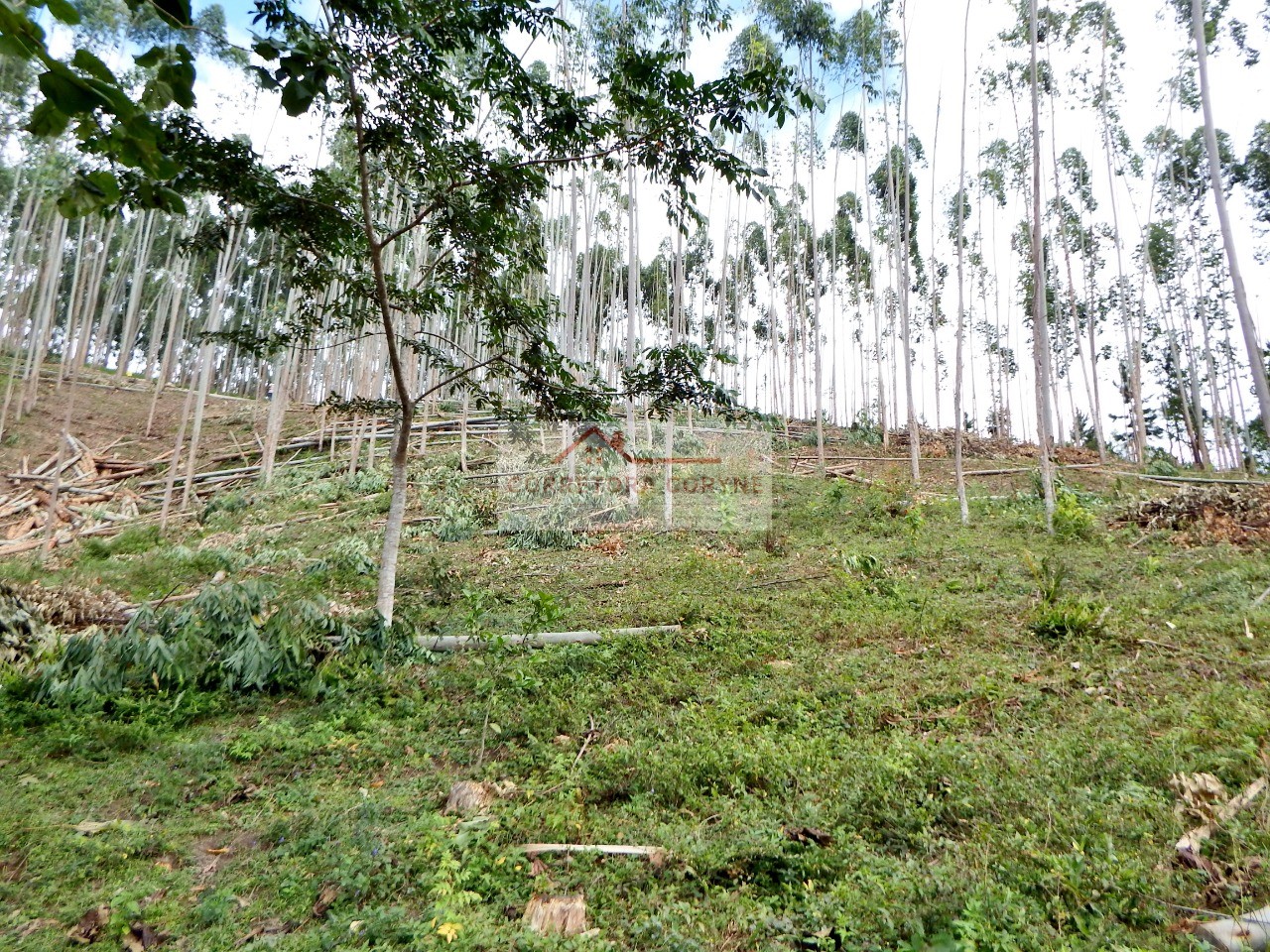 Sítio, 3 hectares - Foto 21