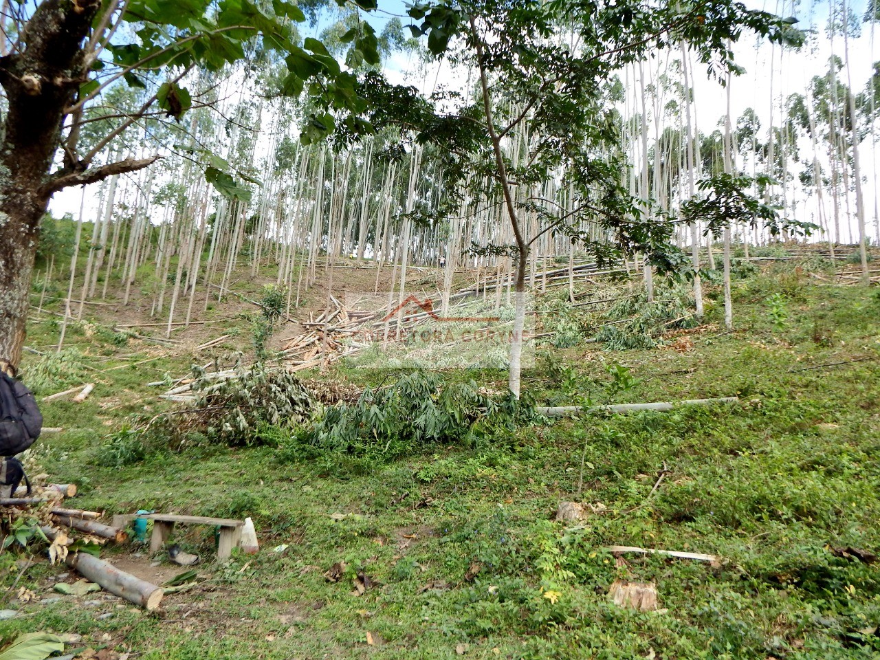Sítio, 3 hectares - Foto 22