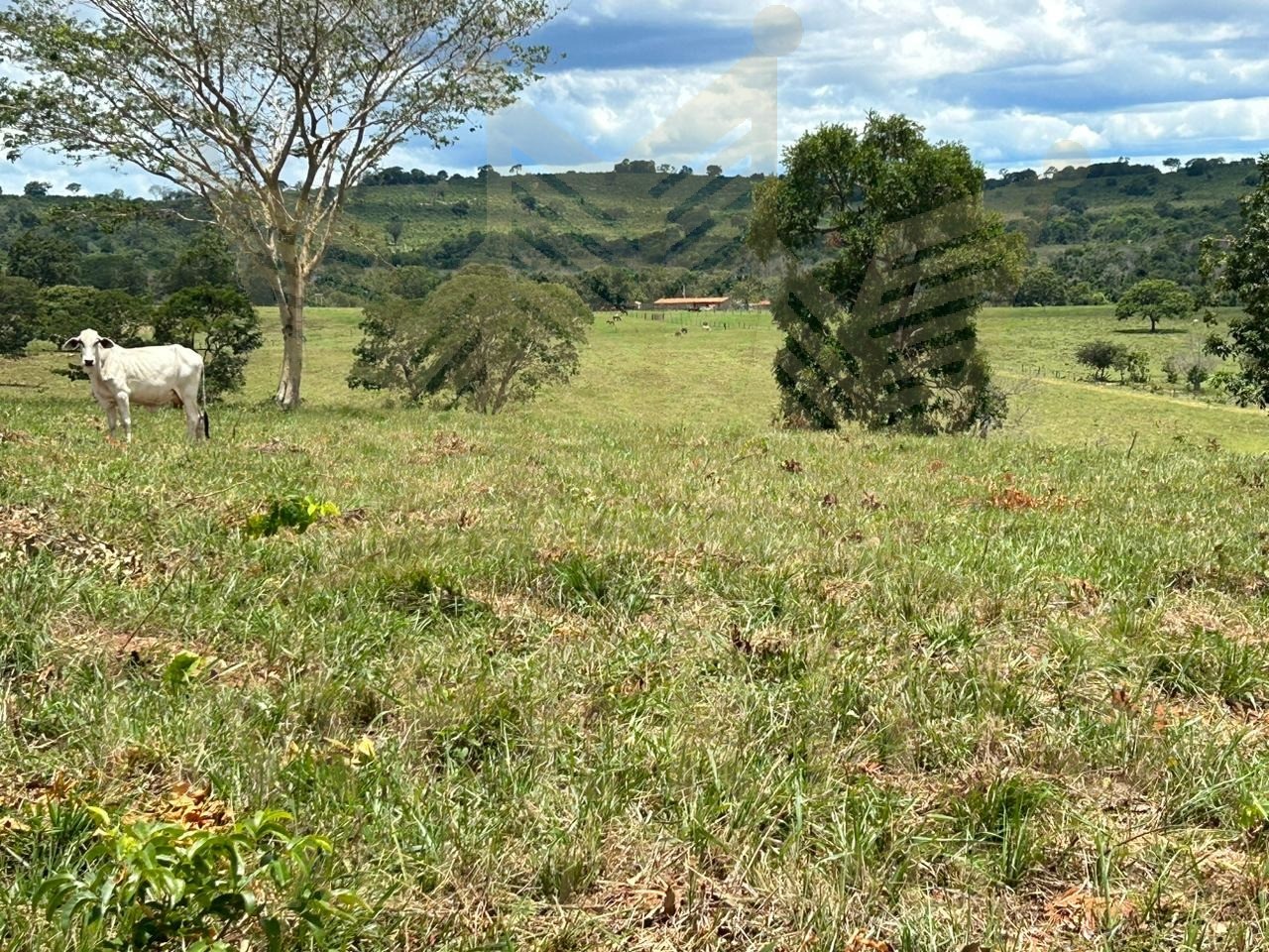 Fazenda- serranopolis