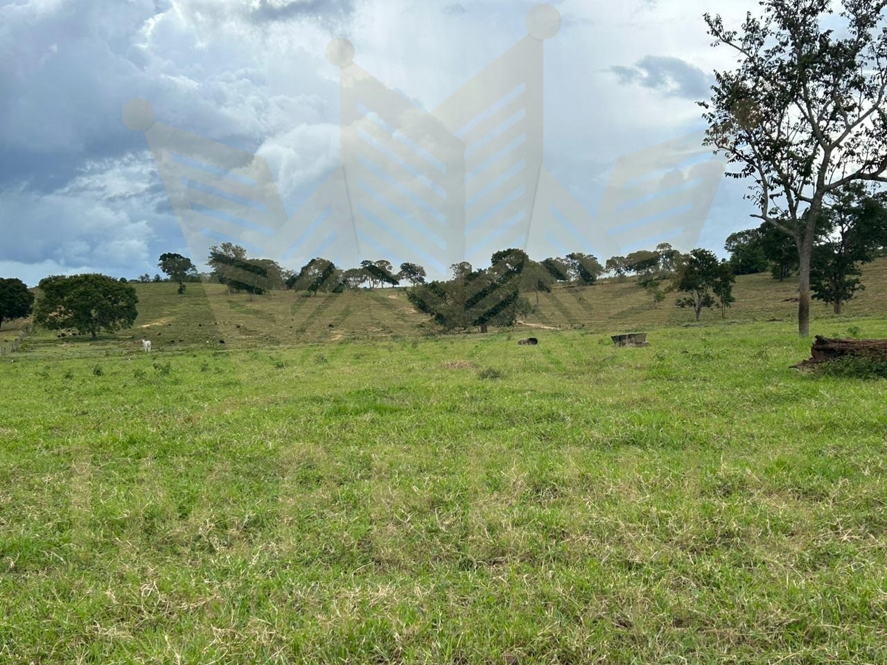 Fazenda- serranopolis