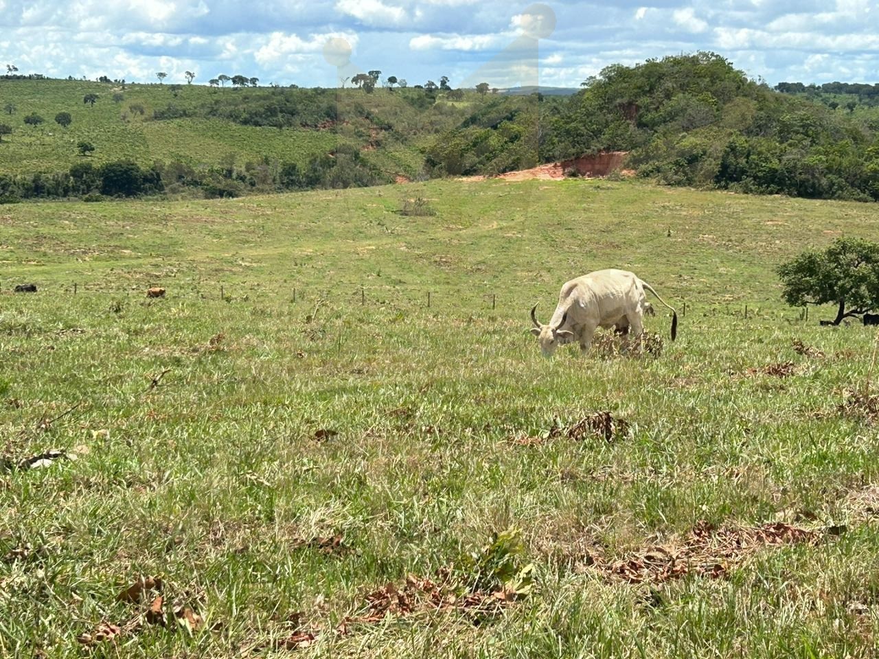 Fazenda- serranopolis