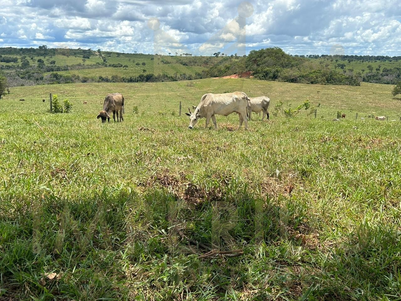Fazenda- serranopolis