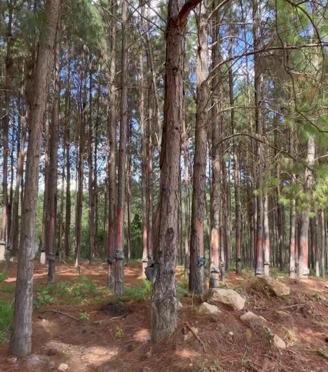 Fazenda de pinus e industria de resina à venda em itapeva-sp