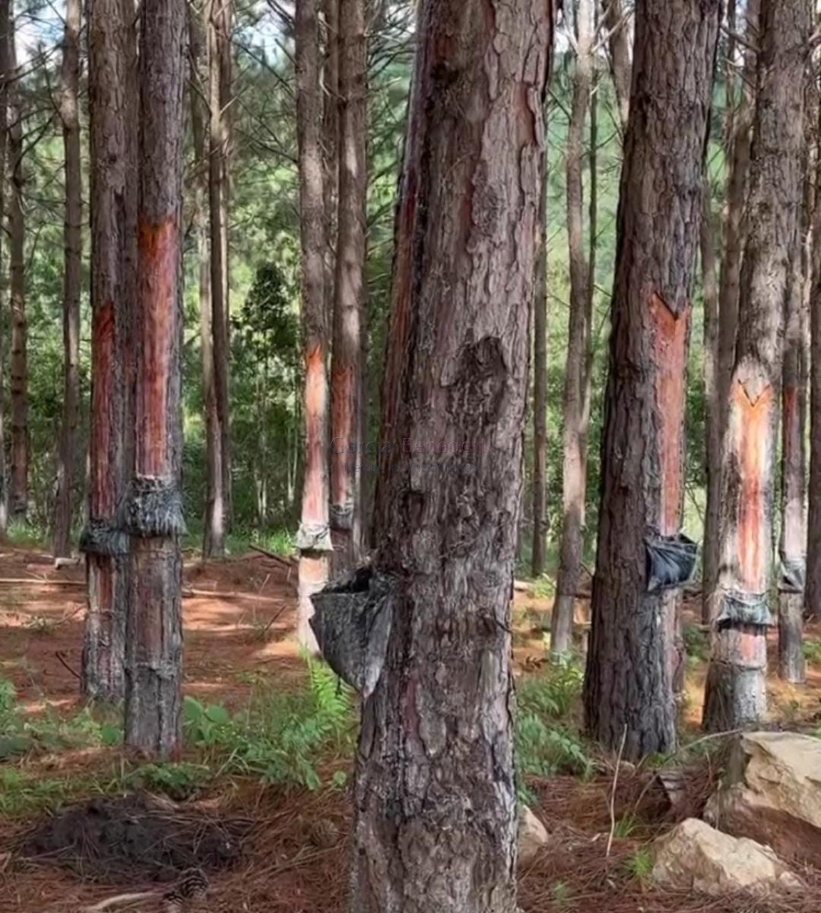 Fazenda de pinus e industria de resina à venda em itapeva-sp