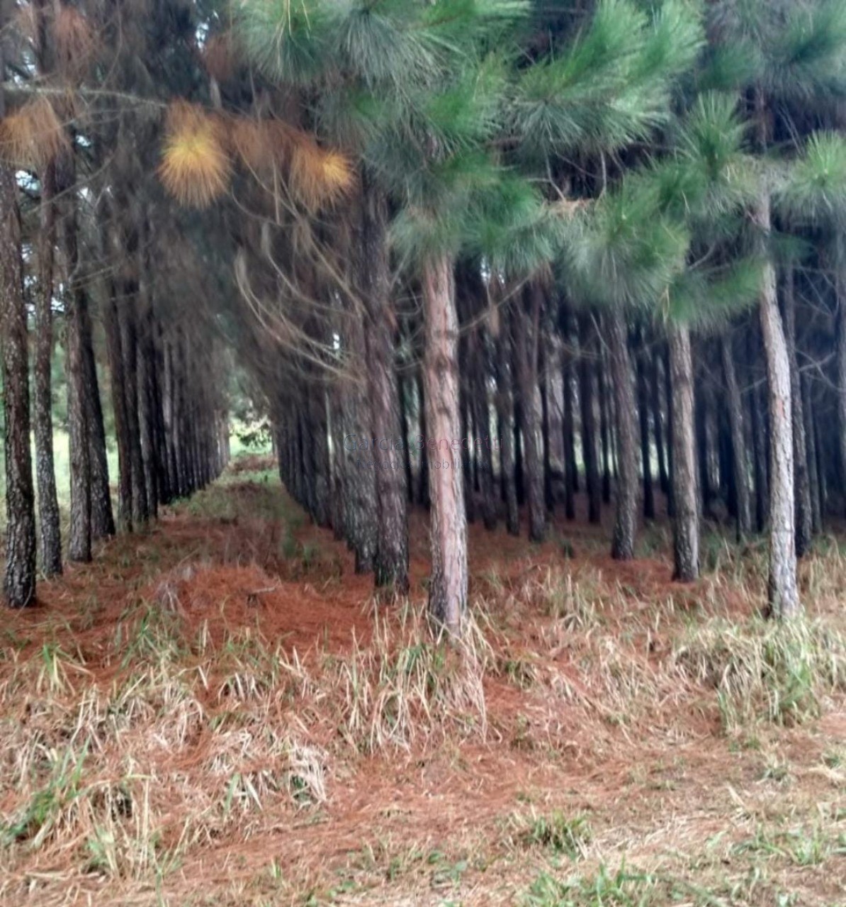 Fazenda de pinus e industria de resina à venda em itapeva-sp