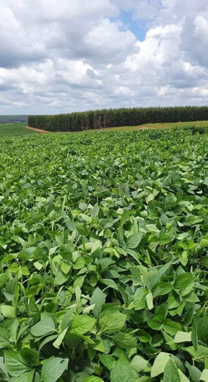 Fazenda de porte com 4 quartos e 30 vagas em bauru-sp - lote