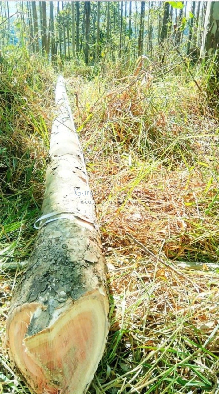 Fazenda de eucalipto urograndis à venda no parque das garças