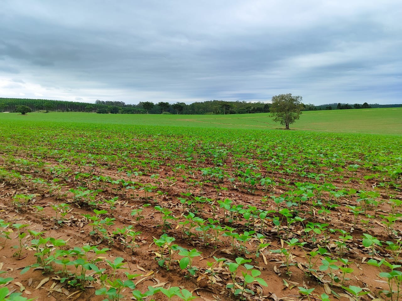 Fazenda de luxo à venda em itapetininga-sp: 5 quartos, 4 sal