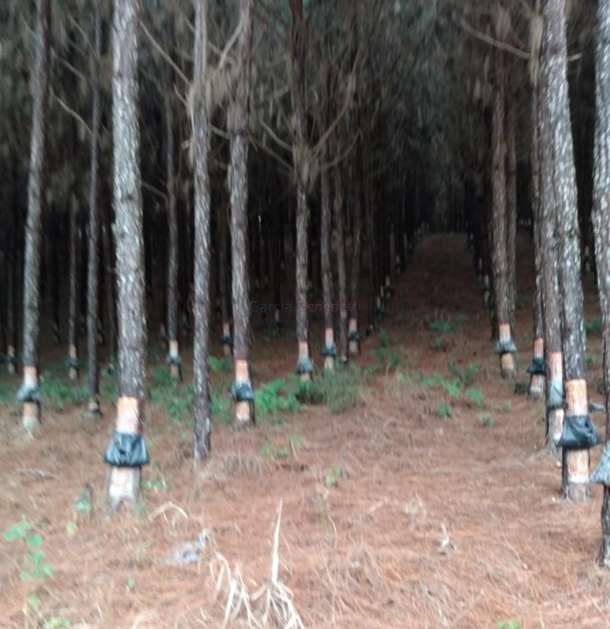 Fazenda de pinus e industria de resina à venda em itapeva-sp