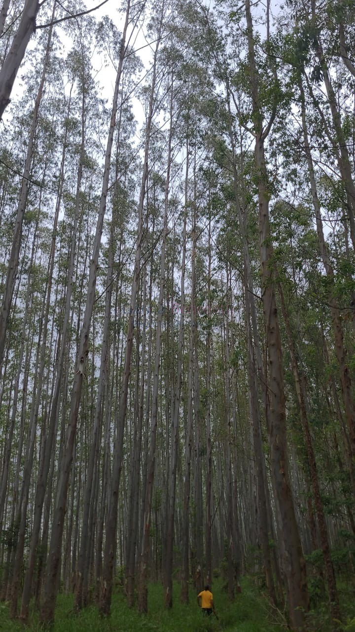 Fazenda de eucalipto urograndis à venda no parque das garças
