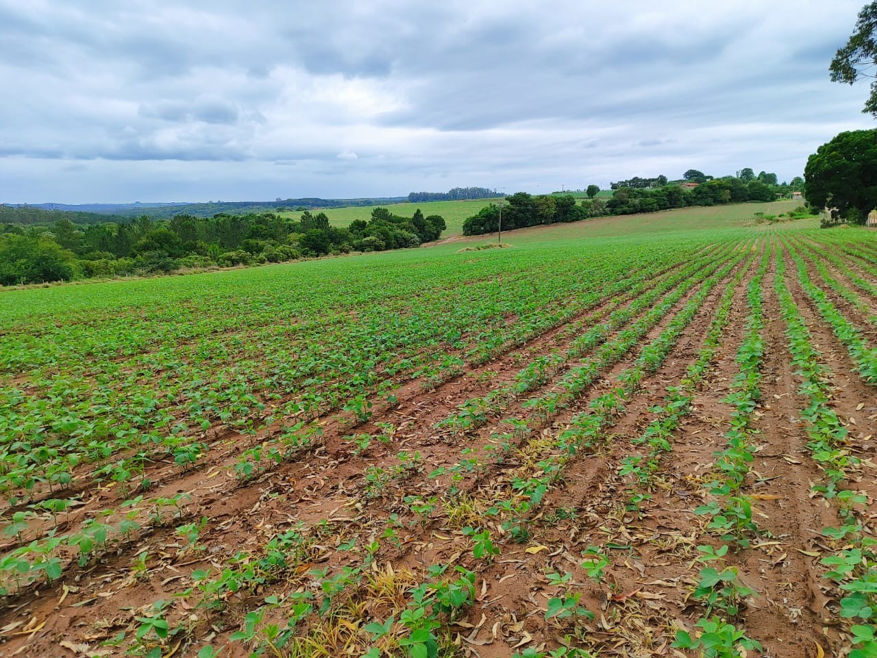Fazenda de luxo à venda em itapetininga-sp: 5 quartos, 4 sal