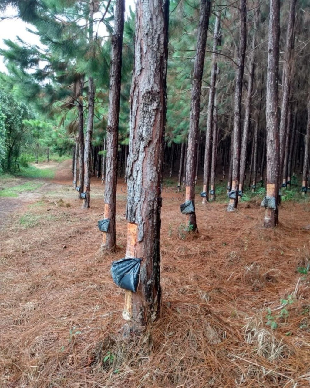 Fazenda de pinus e industria de resina à venda em itapeva-sp