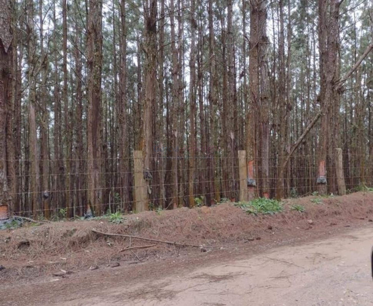 Fazenda de pinus e industria de resina à venda em itapeva-sp