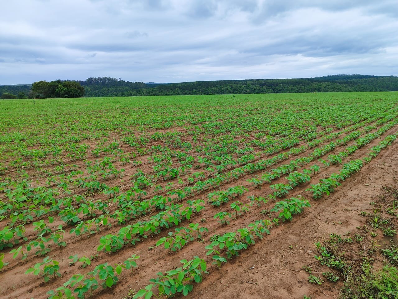 Fazenda de luxo à venda em itapetininga-sp: 5 quartos, 4 sal