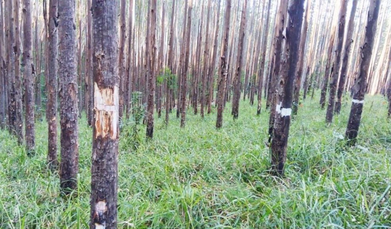 Fazenda de eucalipto urograndis à venda no parque das garças